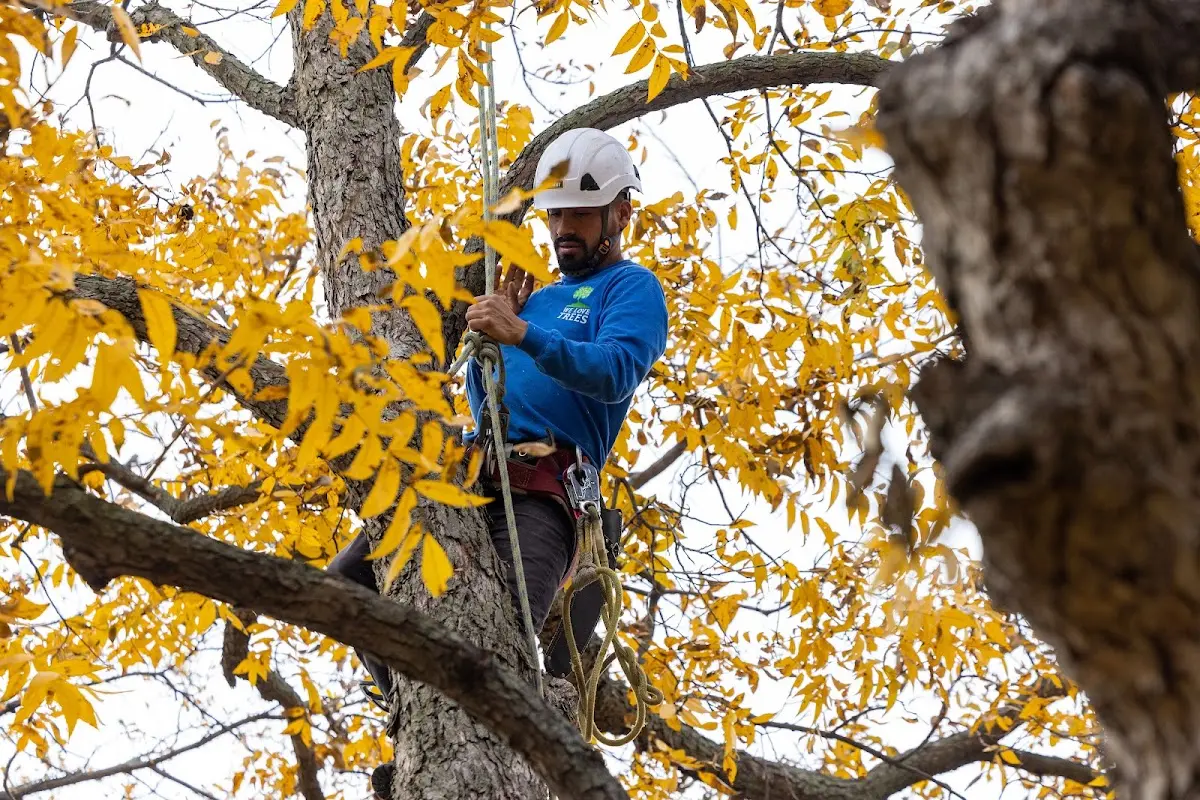 Skilled Tree Trimming crew working in Kimmell